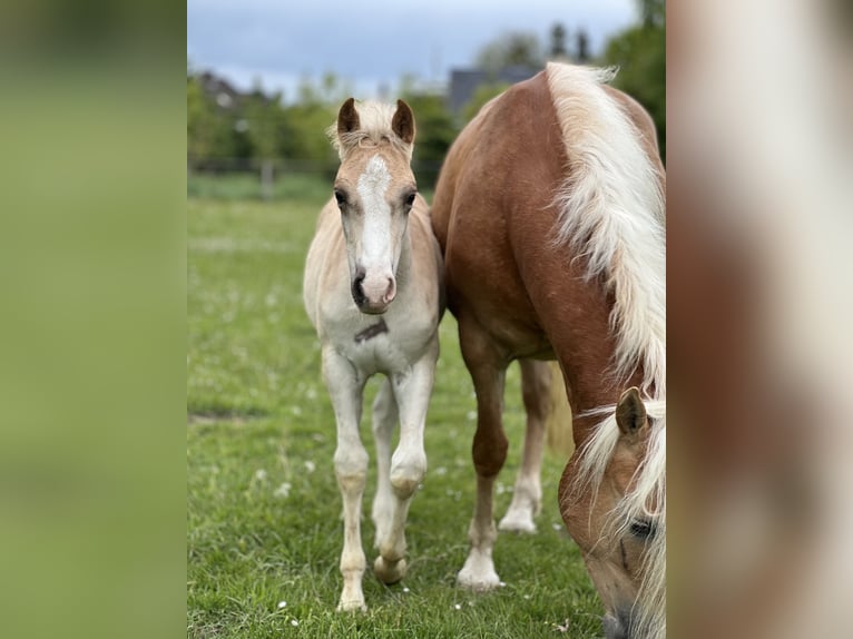 Haflinger Hengst Fohlen (03/2026) 150 cm  in Seedorf