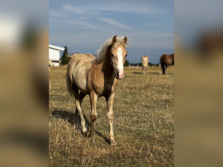 Haflinger Hengst Fohlen (03/2026) 150 cm  in Seedorf