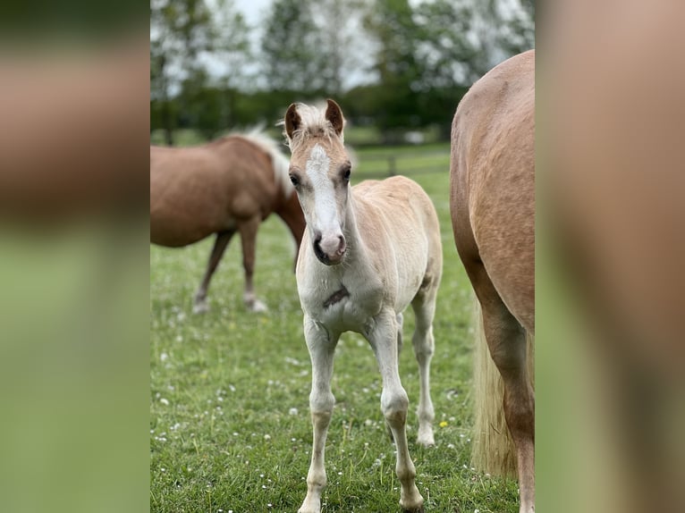Haflinger Hengst Fohlen (03/2026) 150 cm  in Seedorf