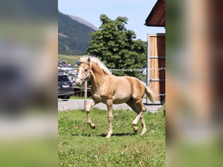 Haflinger Hengst Fohlen (03/2025) 150 cm in SerfausSerfaus