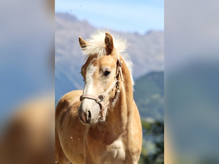 Haflinger Hengst Fohlen (03/2025) 150 cm in SerfausSerfaus