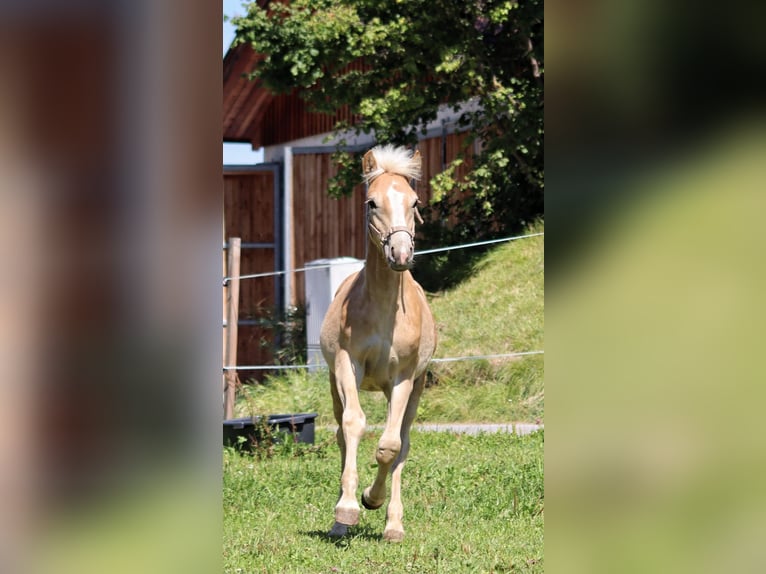 Haflinger Hengst Fohlen (03/2025) 150 cm in SerfausSerfaus