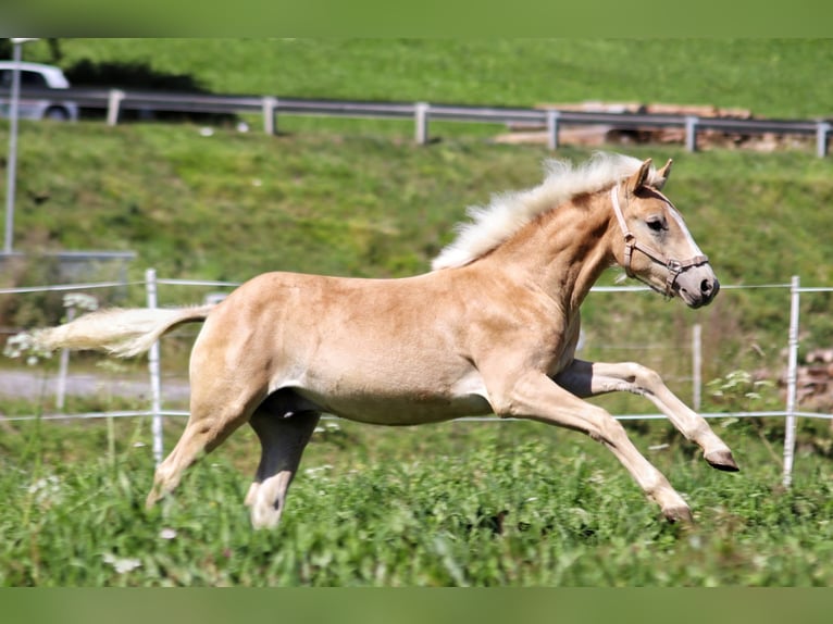 Haflinger Hengst Fohlen (03/2025) 150 cm in SerfausSerfaus