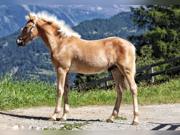 Haflinger Hengst Fohlen (03/2025) 150 cm in SerfausSerfaus