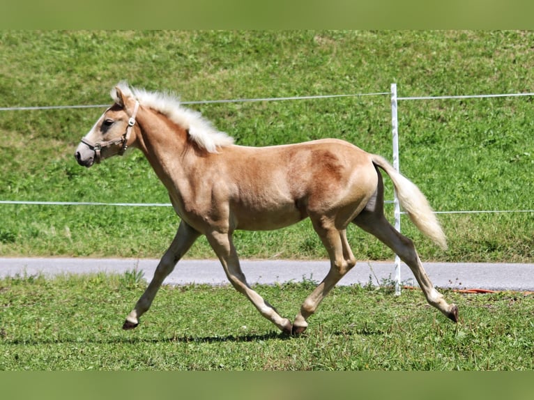 Haflinger Hengst Fohlen (03/2025) 150 cm in SerfausSerfaus