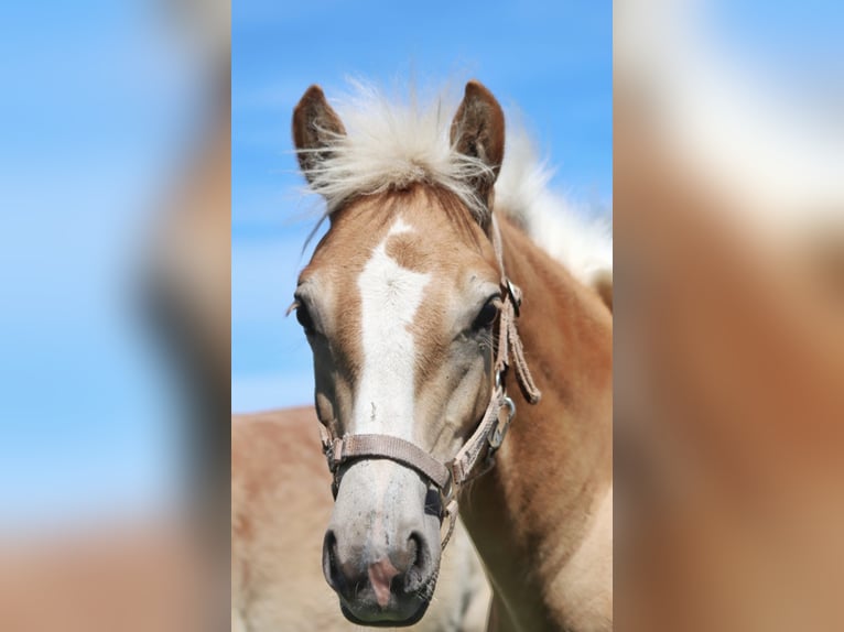 Haflinger Hengst Fohlen (03/2025) 150 cm in SerfausSerfaus