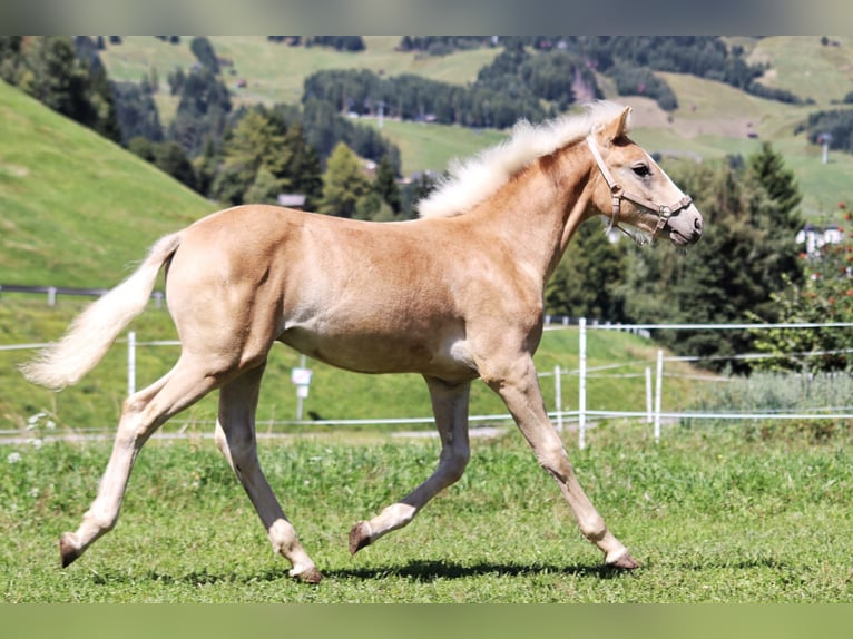 Haflinger Hengst Fohlen (03/2025) 150 cm in SerfausSerfaus