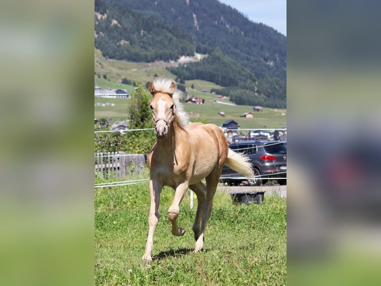 Haflinger Hengst Fohlen (03/2025) 150 cm in SerfausSerfaus