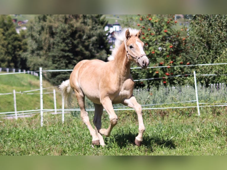 Haflinger Hengst Fohlen (03/2025) 150 cm in SerfausSerfaus