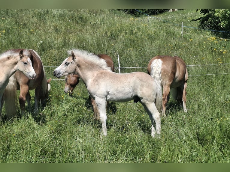 Haflinger Hengst Fohlen (02/2026) 150 cm  in Landeck