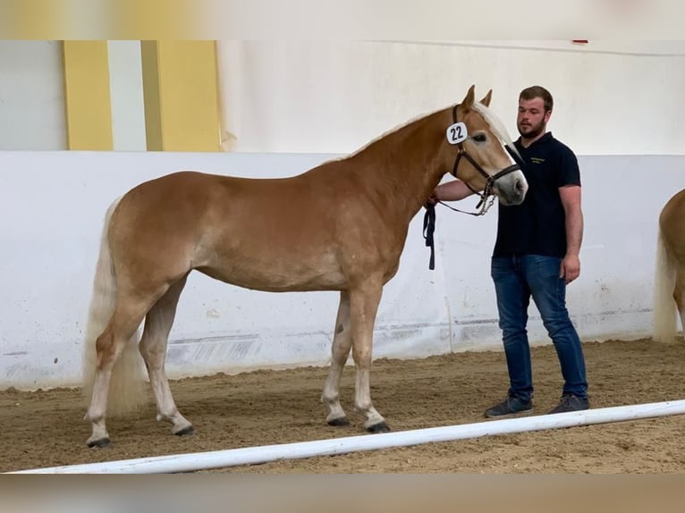 Haflinger Hengst  150 cm Fuchs in Esternberg