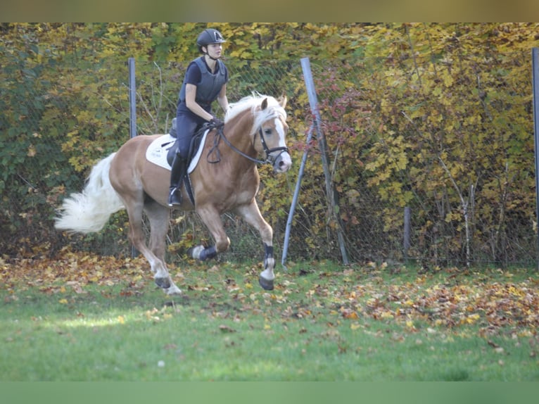 Haflinger Hengst  150 cm Fuchs in Esternberg