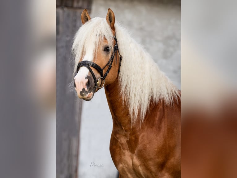 Haflinger Hengst  150 cm Fuchs in Esternberg
