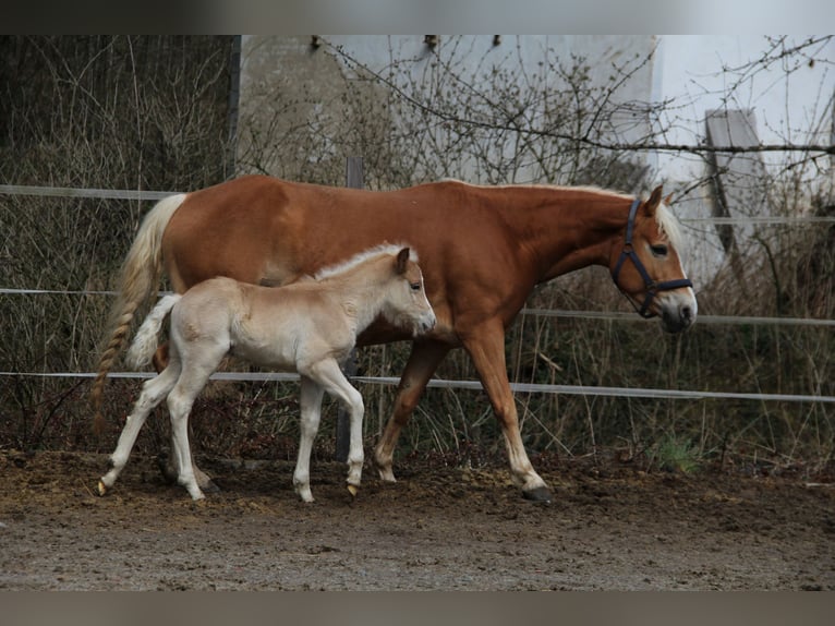 Haflinger Hengst  150 cm Fuchs in Esternberg