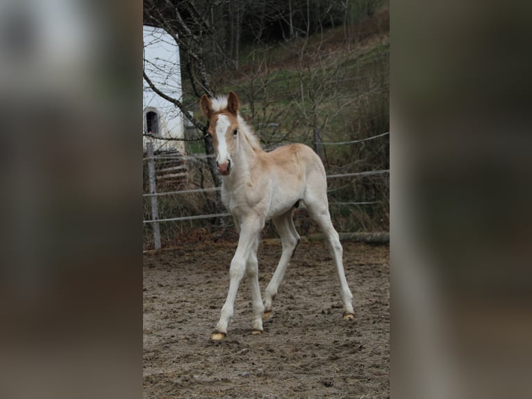 Haflinger Hengst  150 cm Fuchs in Esternberg