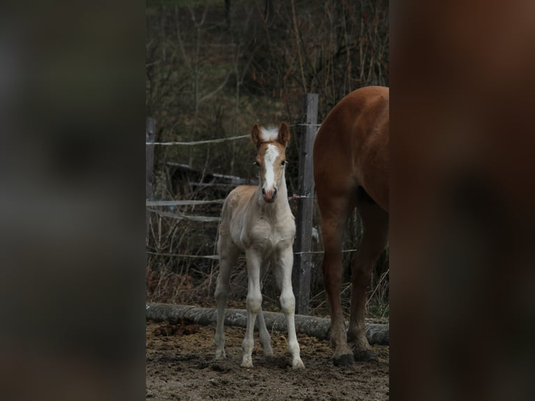 Haflinger Hengst  150 cm Fuchs in Esternberg
