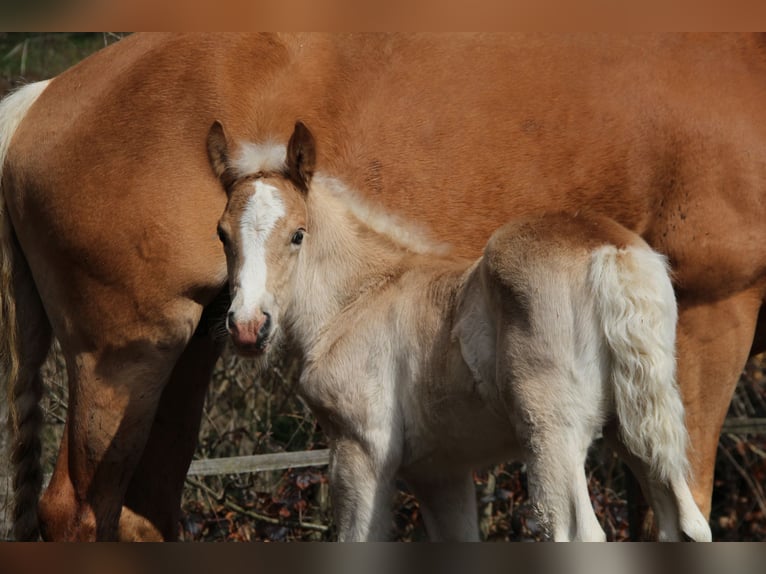 Haflinger Hengst  150 cm Fuchs in Esternberg