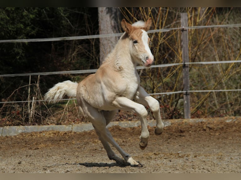 Haflinger Hengst  150 cm Fuchs in Esternberg