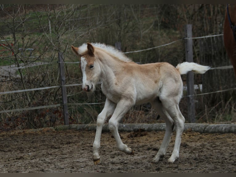 Haflinger Hengst  150 cm Fuchs in Esternberg