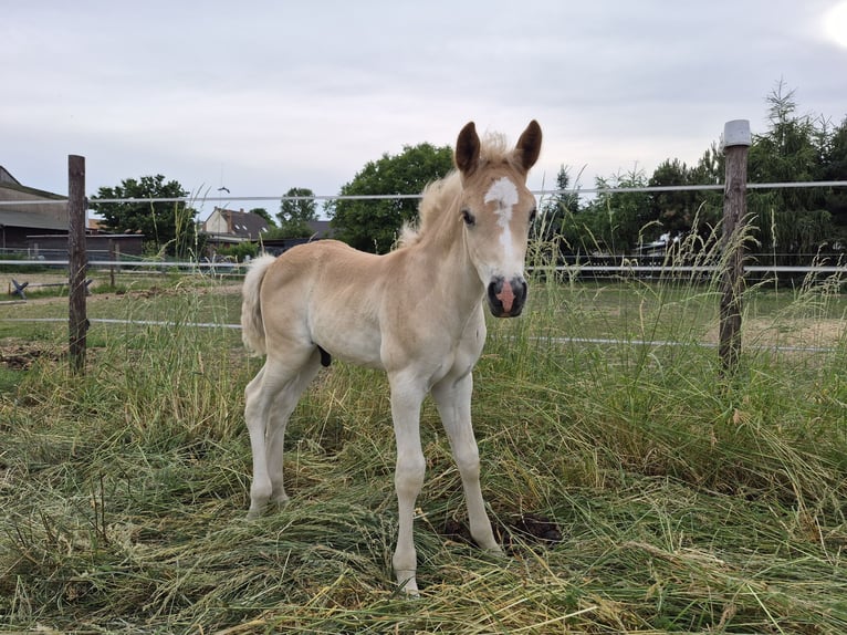 Haflinger Hengst Fohlen (05/2026) 150 cm Fuchs in Falkenberg/Elster