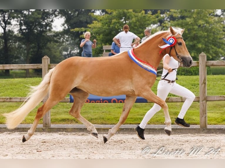 Haflinger Hengst  150 cm Fuchs in Winterswijk Woold