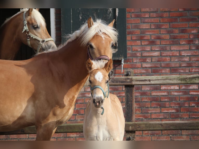 Haflinger Hengst  150 cm Fuchs in Winterswijk Woold