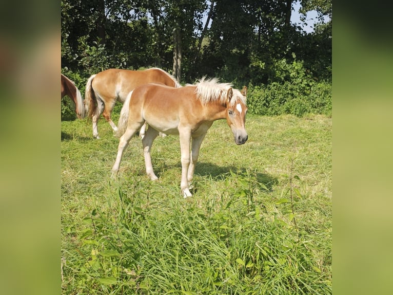 Haflinger Hengst Fohlen (04/2025) 150 cm Fuchs in Kolkwitz