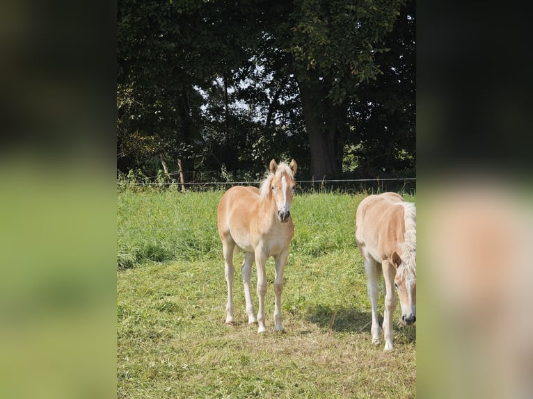 Haflinger Hengst Fohlen (04/2025) 150 cm Fuchs in Kolkwitz
