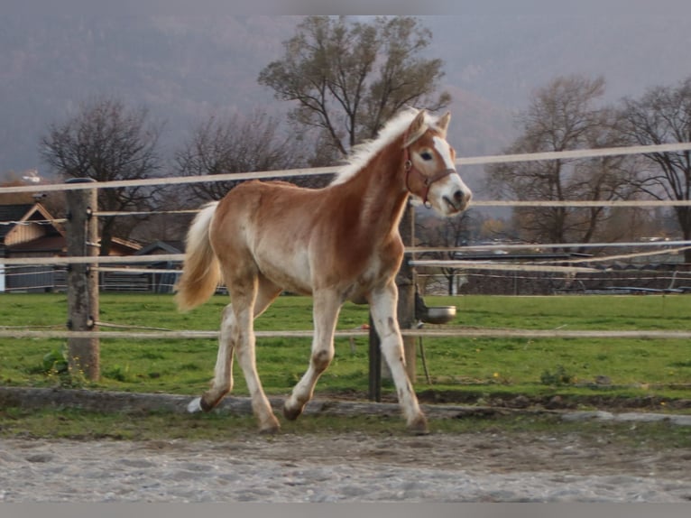 Haflinger Hengst Fohlen (04/2024) 150 cm Fuchs in Kirchbichl