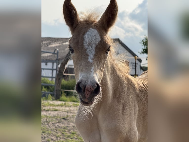 Haflinger Hengst  150 cm Fuchs in Wasb&#xFC;ttel