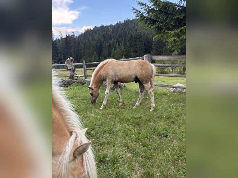 Haflinger Hengst Fohlen (05/2026) 150 cm Fuchs in Tamsweg