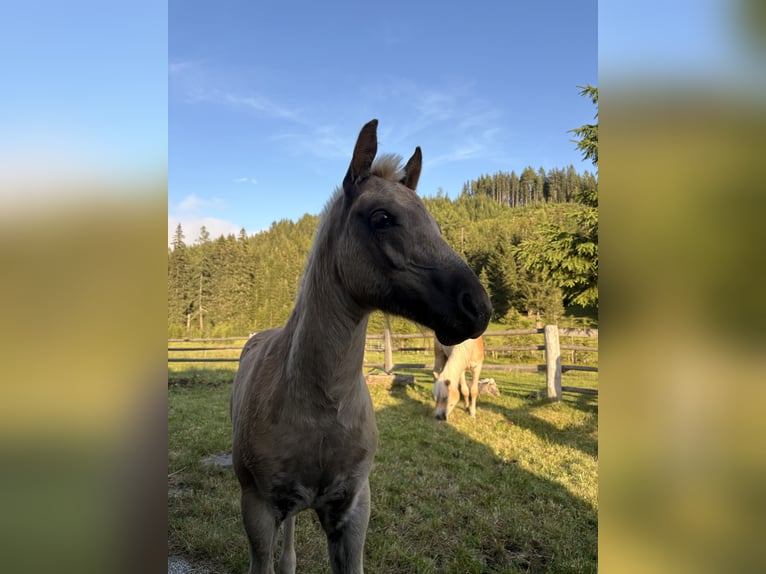 Haflinger Hengst Fohlen (05/2026) 150 cm Fuchs in Tamsweg