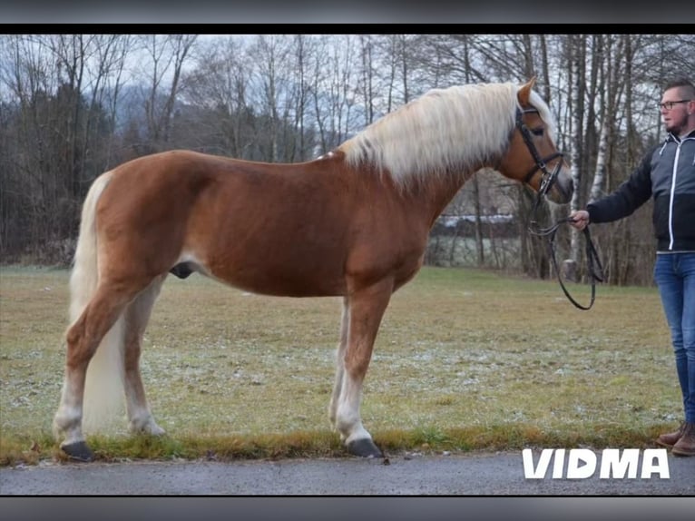 Haflinger Hengst Fohlen (02/2026) 150 cm Fuchs in Villach