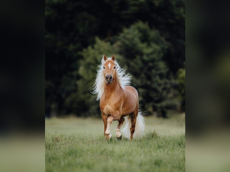 Haflinger Hengst Fohlen (05/2024) 150 cm Fuchs in Wittingen