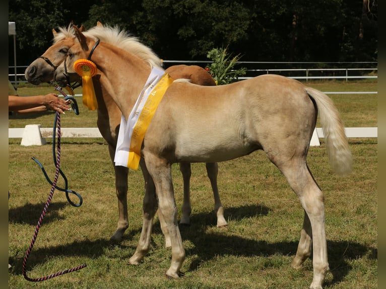 Haflinger Hengst Fohlen (05/2024) 150 cm Fuchs in Wittingen