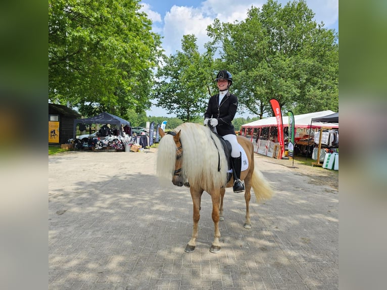 Haflinger Hengst Fohlen (02/2024) 150 cm Fuchs in Lunteren