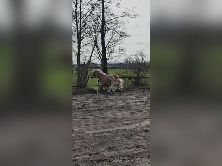 Haflinger Hengst Fohlen (02/2024) 150 cm Fuchs in Lunteren