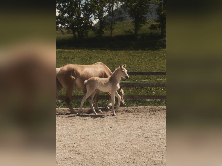 Haflinger Hengst Fohlen (04/2025) 151 cm Fuchs in Schwoich
