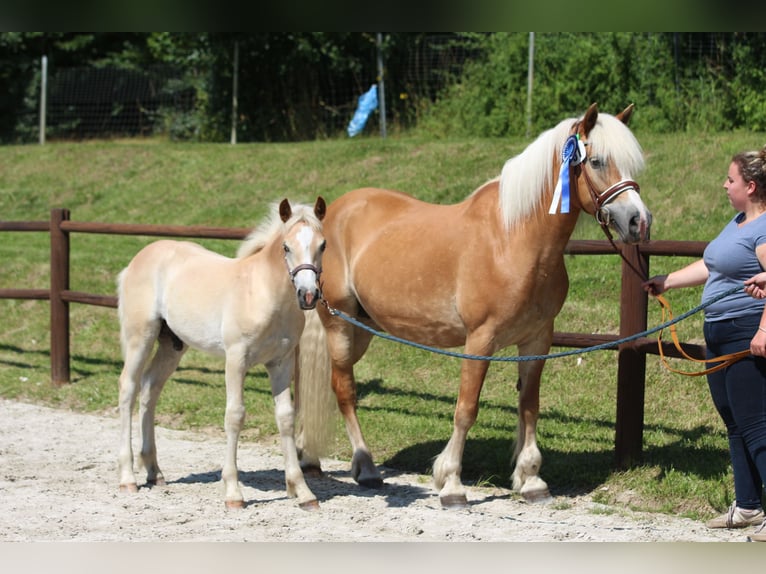 Haflinger Hengst  152 cm in Bresegard