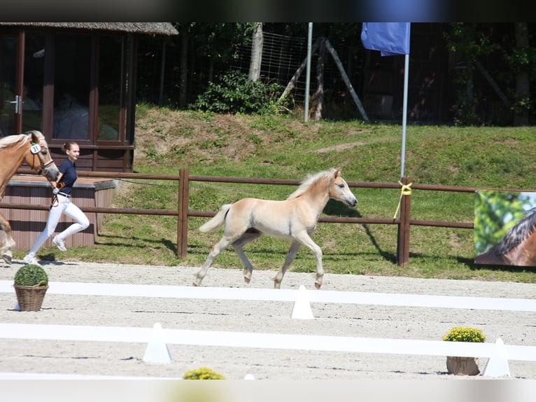 Haflinger Hengst  152 cm in Bresegard