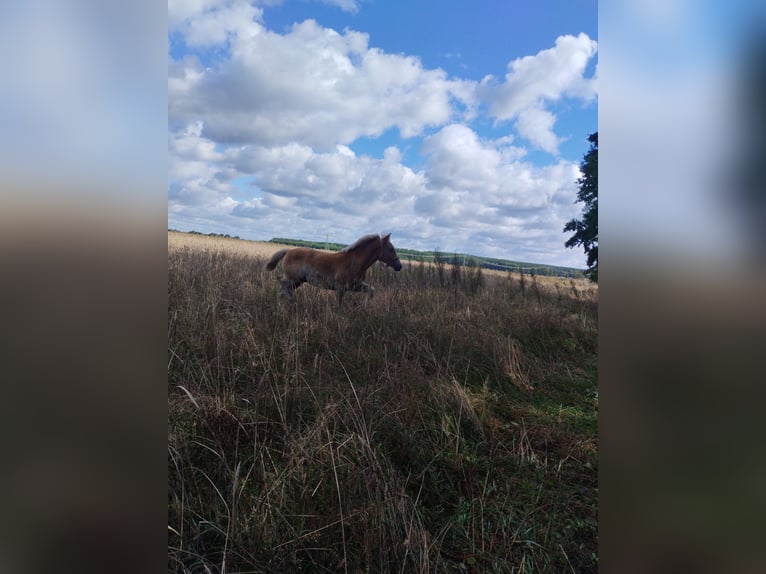 Haflinger Hengst  152 cm in Bresegard