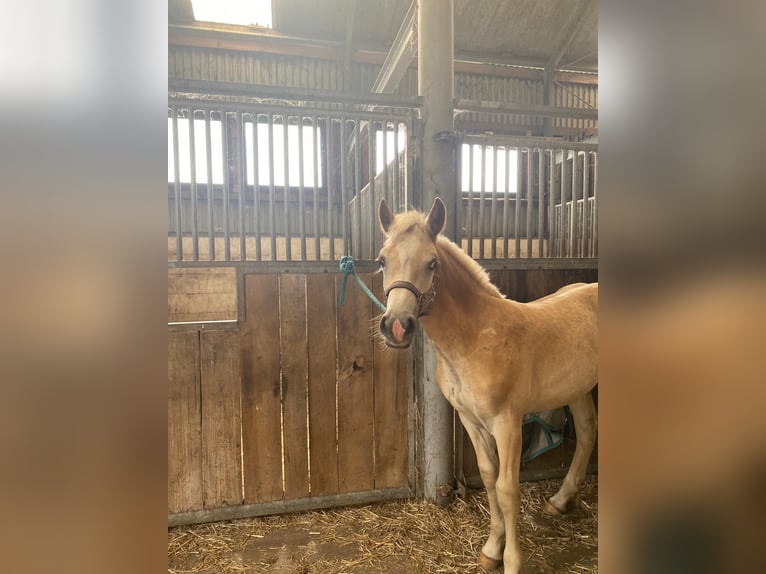 Haflinger Hengst  152 cm in Bresegard