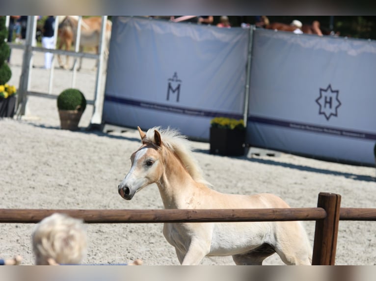 Haflinger Hengst  152 cm in Bresegard