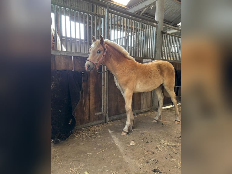 Haflinger Hengst  152 cm in Bresegard