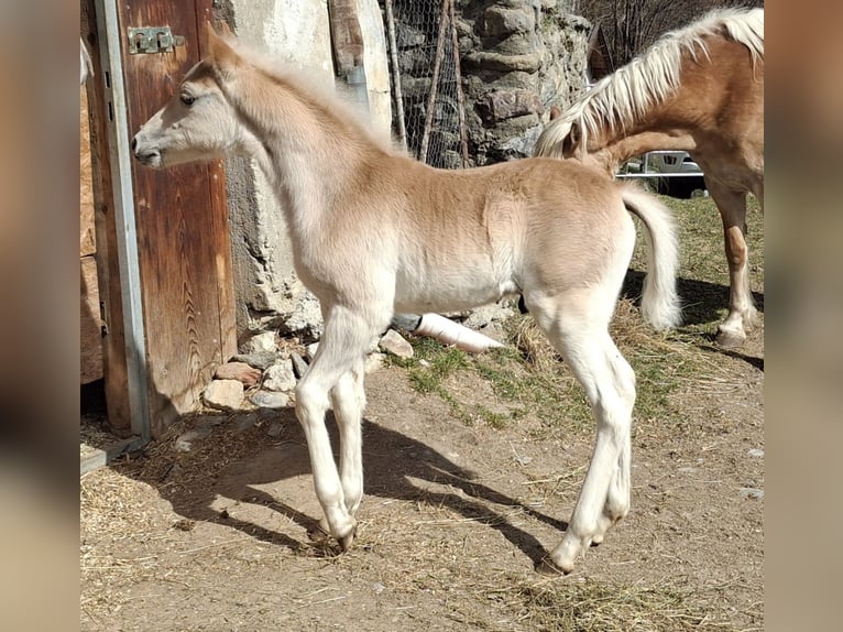 Haflinger Hengst  152 cm in Landeck