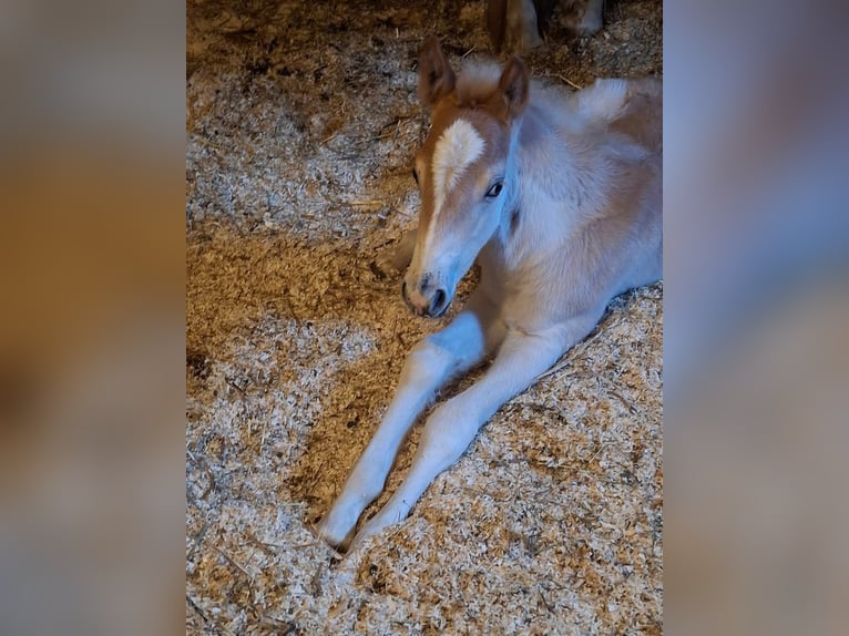 Haflinger Hengst  152 cm in Landeck