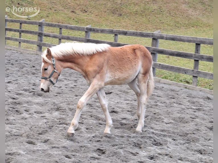 Haflinger Hengst Fohlen (03/2026) 152 cm  in Nauders
