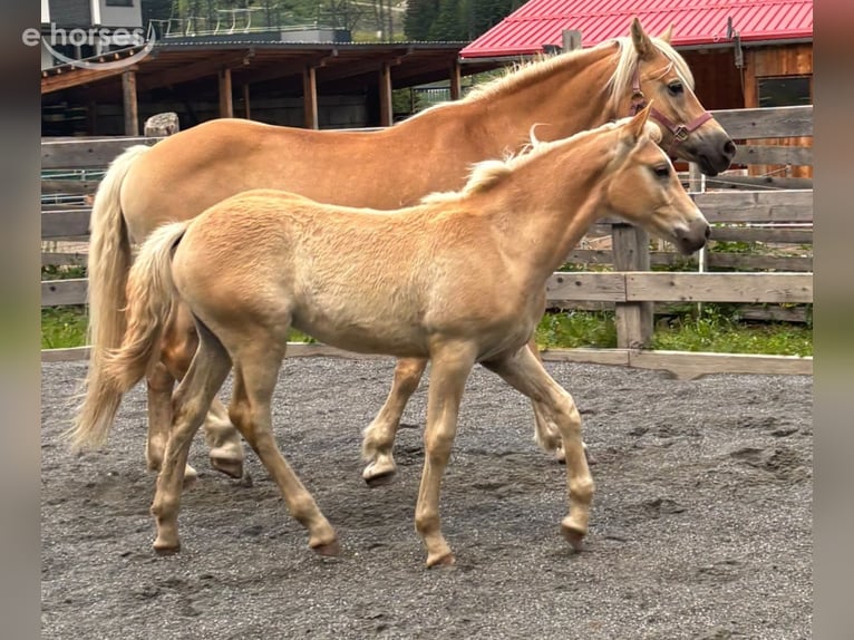 Haflinger Hengst Fohlen (03/2026) 152 cm  in Nauders