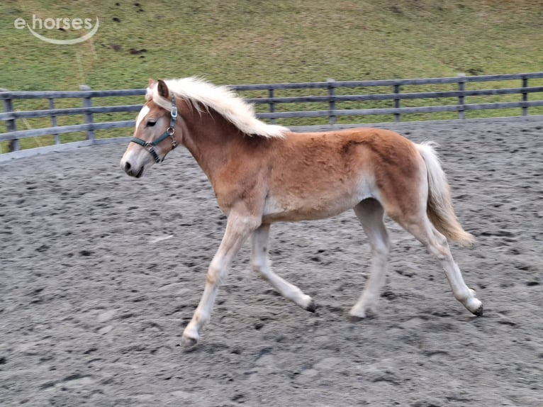Haflinger Hengst Fohlen (03/2026) 152 cm  in Nauders