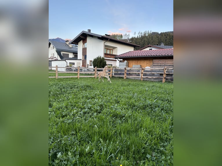Haflinger Hengst  152 cm Fuchs in Weer